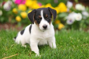 Puppy sitting in grass with flowers in background